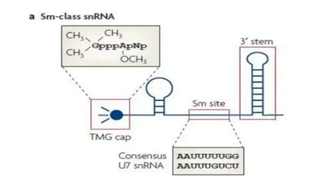 Small nuclear RNA (snRNA) - Structure, Types, Definition - Biology ...