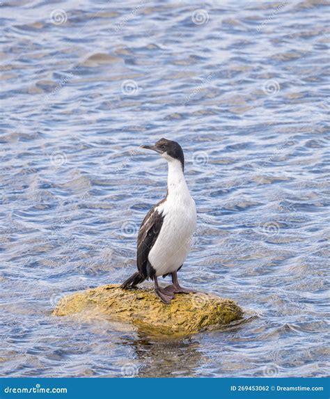 Imperial Cormorant Seabird On Rock In Punta Arenas Chile Stock Photo