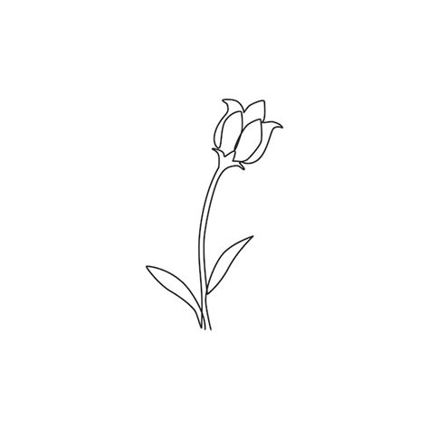 Premium Vector One Continuous Line Drawing Bulbous Perennial Plant