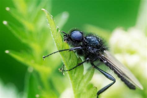 Top 60 Black Flies Stock Photos, Pictures, and Images - iStock