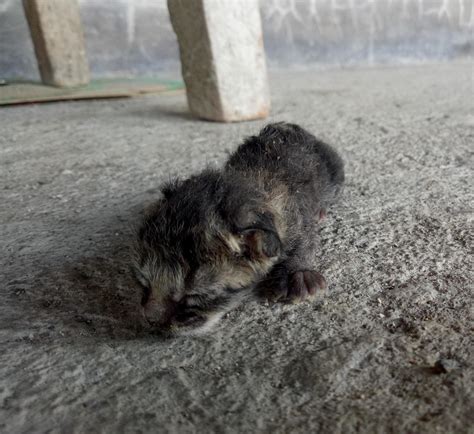 newborn cat. baby cat trying to learn to walk 13847675 Stock Photo at