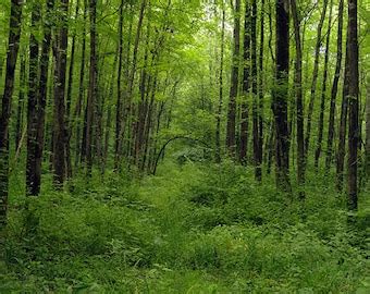 Indiana Landscape Photography Photo Road Nature Pint Woodland