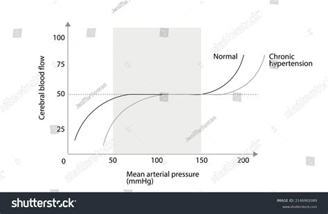 Cerebral Autoregulation Curve Cerebral Blood Flow Stock Vector Royalty