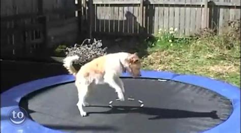 Funny Animals Jump For Joy On A Trampoline Funny Animals Animals