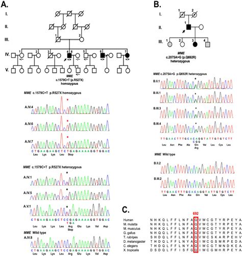 Mutations In Mme Cause Axonal Cmt In A Taiwanese Cohort With Inherited