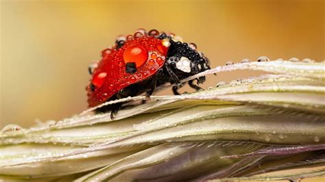 Macro Insects Ladybug Dew Drops Macro Insects Ladybug Dew Drops