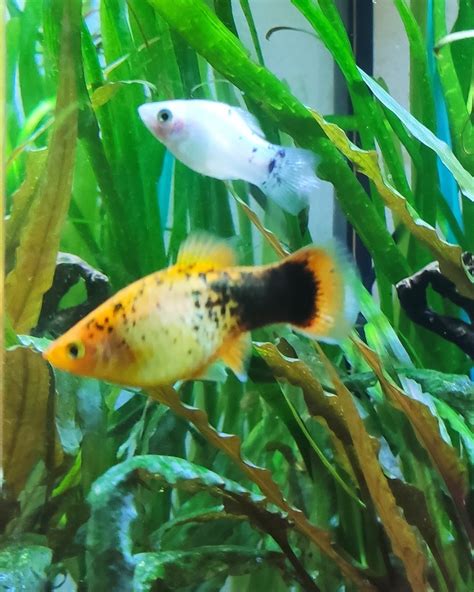 Regalo guppies platy y mollys balón y limpiaalgas varios Madrid