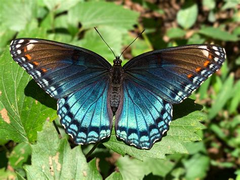 Red Spotted Purple Butterfly Limenitis Arthemis Northern Va Usa