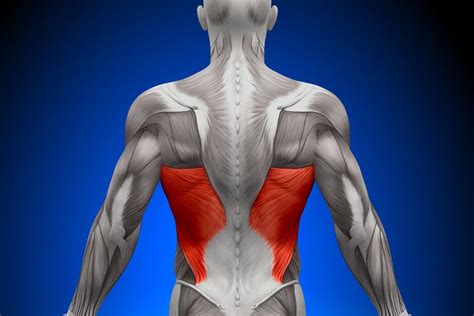 Latissimus Dorsi Pain: Causes, Symptoms, And Treatment | The ...