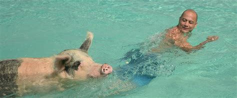 Swimming Pigs Tours in Exuma Bahamas - Swimming Pigs Adventure