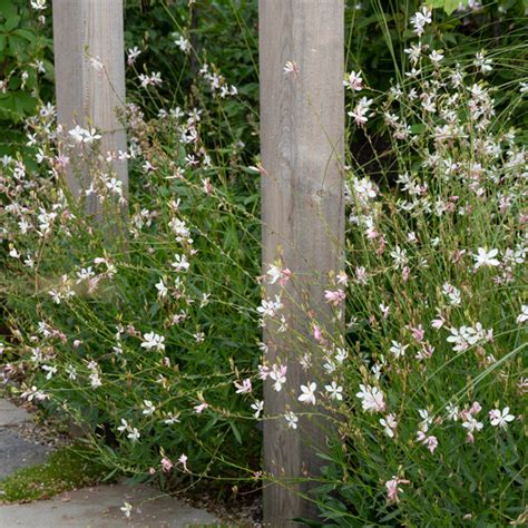 Gaura Butterfly Bush - Garden Express