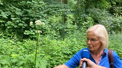 Wild Und Heilkr Uter Am Wegesrand Ndr De Ratgeber Garten