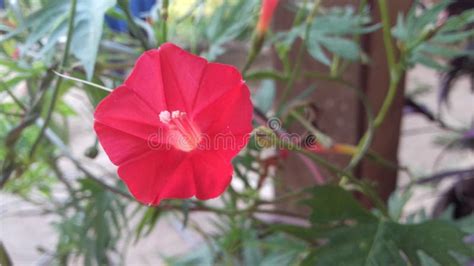 Red ivy flower stock image. Image of flower, summer - 120375047