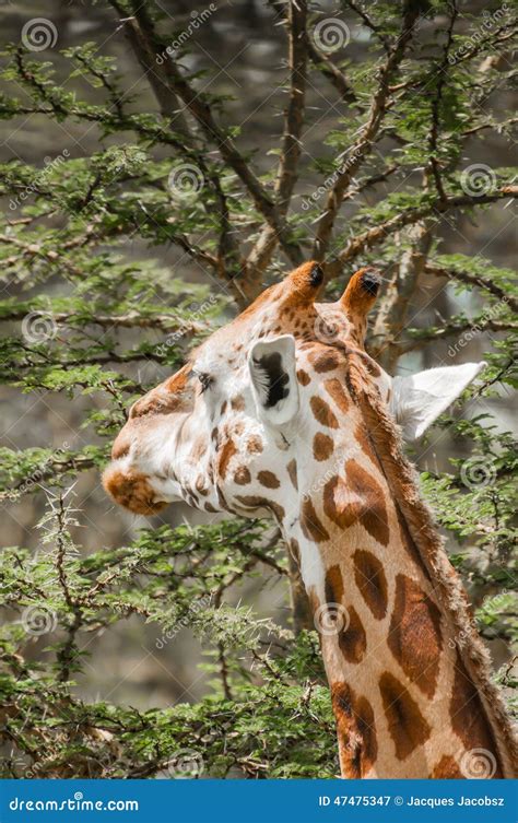 Giraffe Eating Acacia Leaves Stock Image - Image of toed, national: 47475347