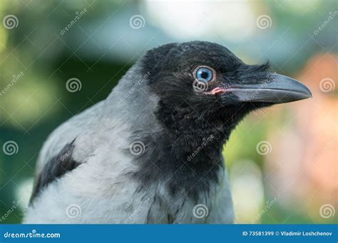 Portrait Of A Gray Crow Stock Image Image Of Eurasian 73581399