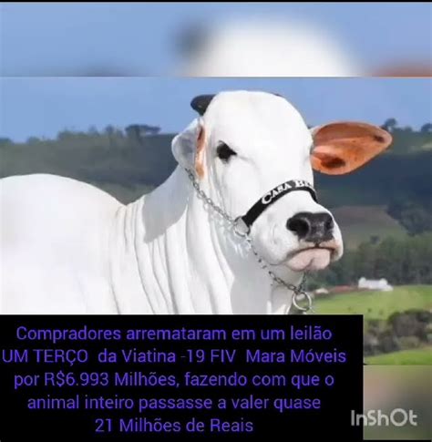 A Vaca Mais Cara Do Mundo Mais De Milh Es Vc Se