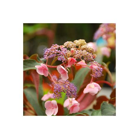 Hortensia Aspera Hot Chocolate Hydrangea Aspera Hot Chocolate Pot L