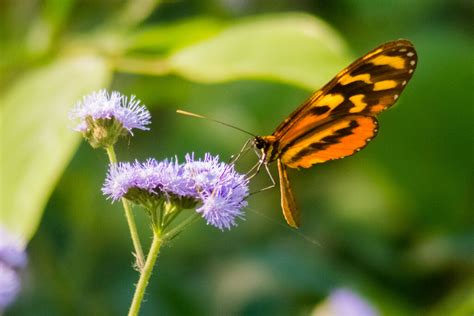 Mariposa Alas De Tigre Desde Nueva Esperanza Palenque Chis