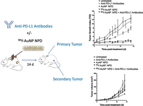 90y Labeled Gold Nanoparticle Depot Npd Combined With Anti Pd L1