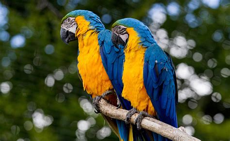 Ara bleu ou Ara Ararauna un des plus beaux perroquet dAmérique du Sud