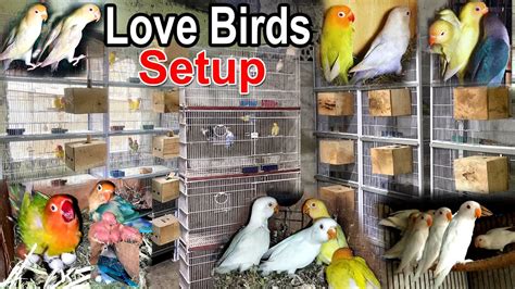 Love Birds Setup Visited At Successful Setup In Karachi Rare