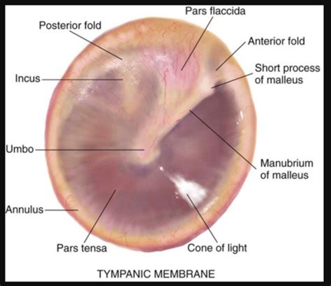 Anatomy Of Hearing Quiz Flashcards Quizlet