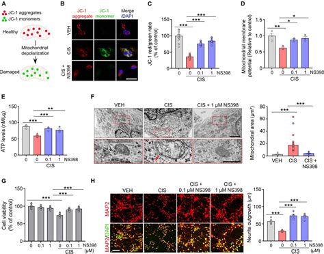 Frontiers The Selective Cyclooxygenase Inhibitor Ns Ameliorates