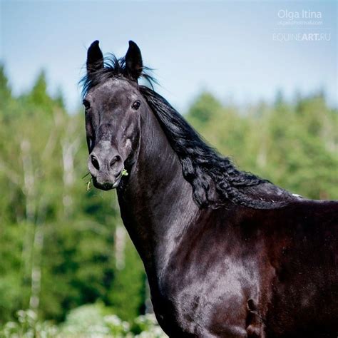 Black beauty | Beautiful horses, Horses, Horse pictures