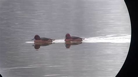 Vroege Vogels Koppeltje Witoogeenden YouTube