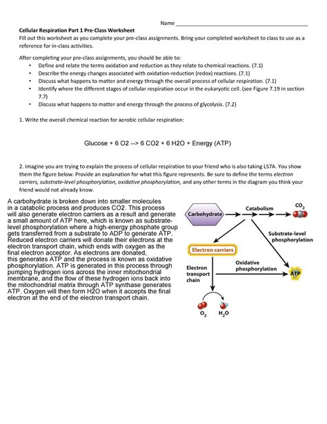 Week 3b Cellular Respiration 1 Name