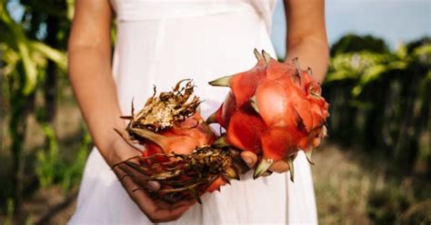 Como Plantar Pitaya Um Guia Completo para Cultivar essa Fruta Exótica