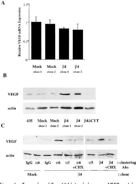 Figure 1 From Integrin Alpha 6 Beta 4 Regulation Of EIF 4E Activity