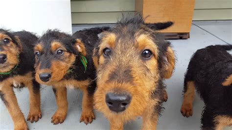 Rescue Airedale Puppies