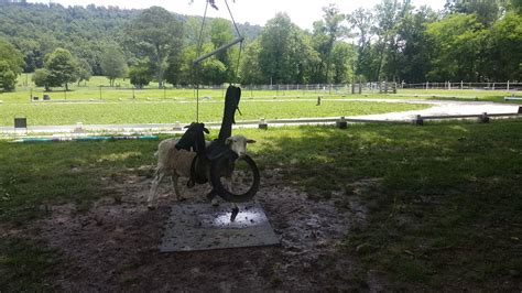 Sheep Stuck In Tire Swing Youtube