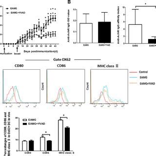 Caspase Inhibitor Suppressed Tfh Cells And Lymphocyte Proliferation