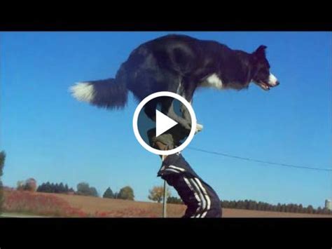 Amazing border collie tricks