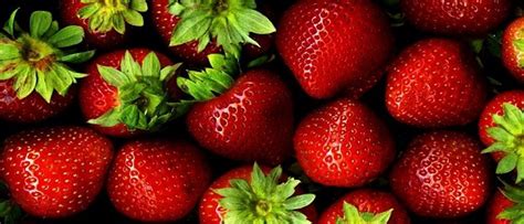 Strawberry cultivation from February - Agriculture Information Bank