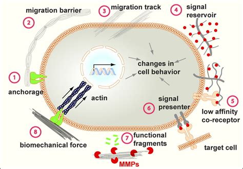 Mechanisms Of Ecm Function The Versatile Functions Of The Ecm Depend