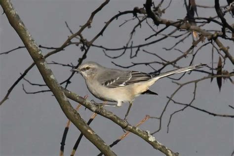 Mockingbird Symbolism (Meanings & Interpretations) - Bird Feeder Hub