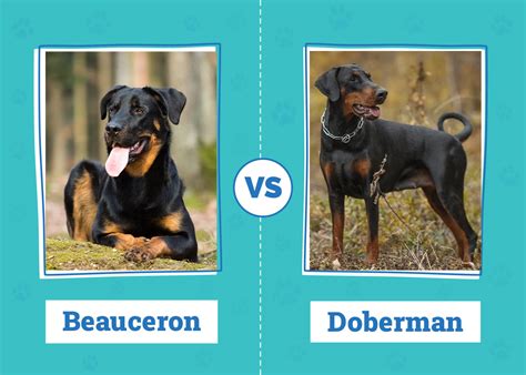 Beauceron vs. Doberman: The Differences (With Pictures) – Dogster