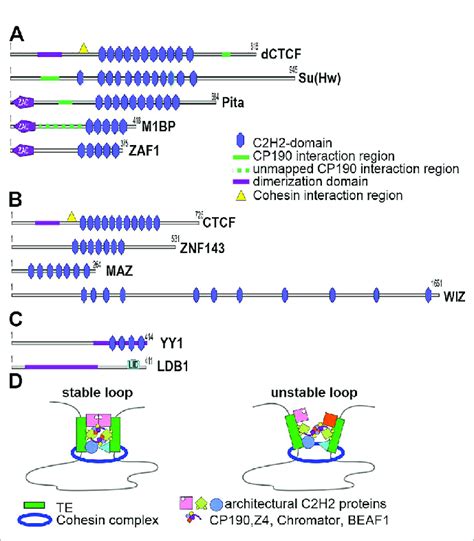 Main Drosophila C H Architectural Proteins And Mammalian Proteins