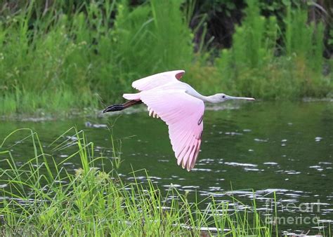 Flying Roseate Spoonbill Photograph by Carol Groenen - Fine Art America