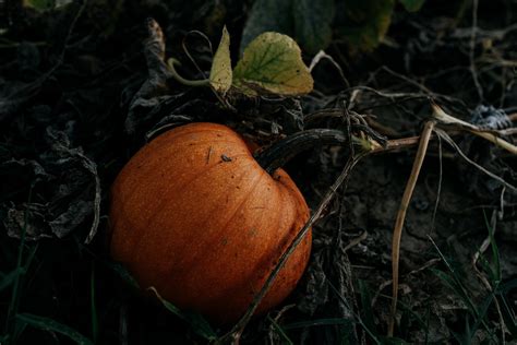 How To Grow Pumpkins In The Garden Everything You Need To Know Guide