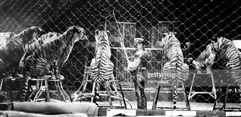 A Lion Tamer Performs With Tigers During The Ringling Bros And News