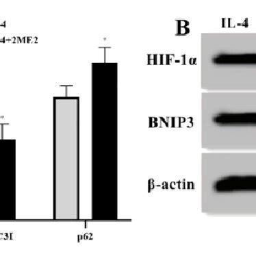 Protein Expressions Of Lc P Hif And Bnip In Brain Tissues A