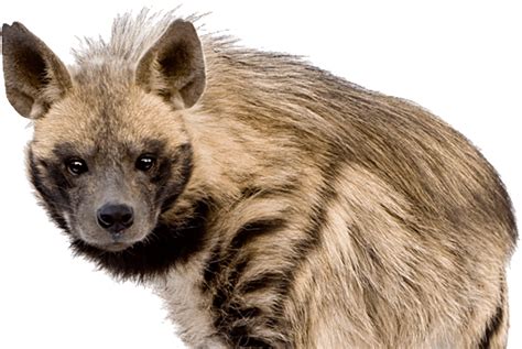 Hyena Png Transparent Image Download Size 532x356px