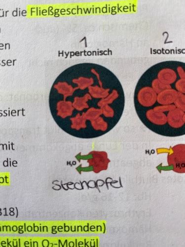 Anatomie Blut Flashcards Quizlet