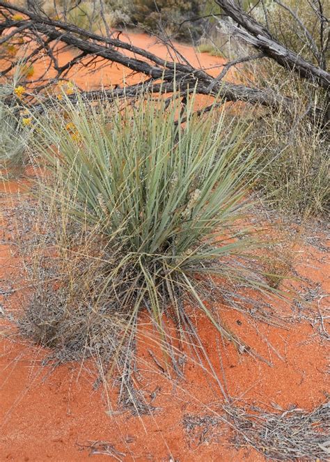 Australian Desert Plants Asparagaceae