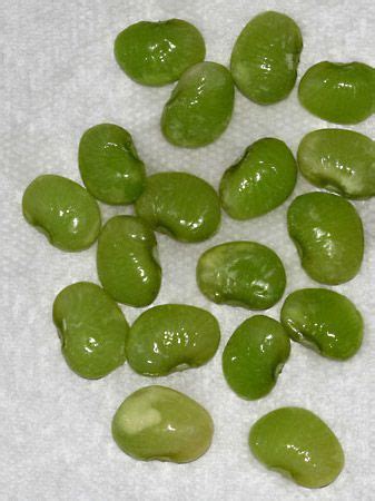 Lima bean | Description, Varieties, & Facts | Britannica