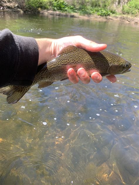 Best Nymphs Images On Pholder Flyfishing Fairytaleas Fuck And Art